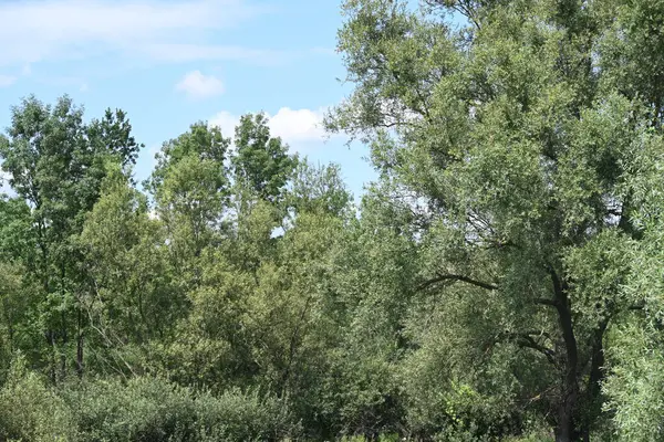 Mavi gökyüzü ile güzel yeşil ağaçlar