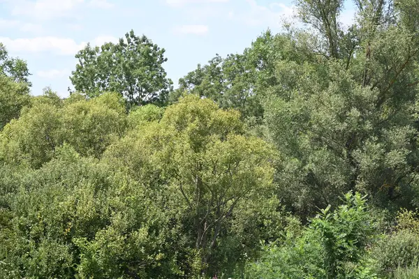 Mavi gökyüzü ile güzel yeşil ağaçlar