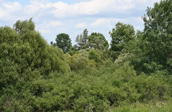 Mavi gökyüzü ile güzel yeşil ağaçlar