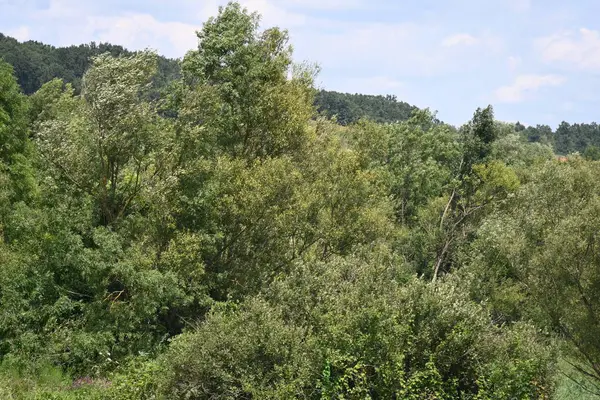 Mavi gökyüzü ile güzel yeşil ağaçlar