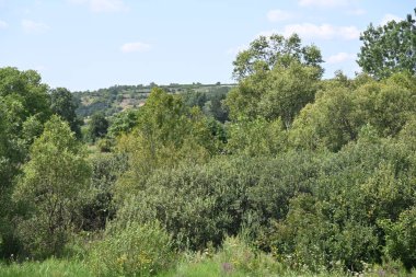 Mavi gökyüzü ile güzel yeşil ağaçlar