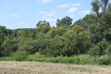 Mavi gökyüzü ile güzel yeşil ağaçlar