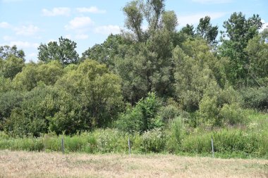 Mavi gökyüzü ile güzel yeşil ağaçlar