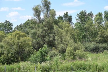 Mavi gökyüzü ile güzel yeşil ağaçlar