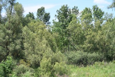 Mavi gökyüzü ile güzel yeşil ağaçlar