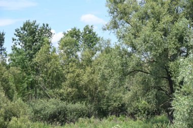 Mavi gökyüzü ile güzel yeşil ağaçlar