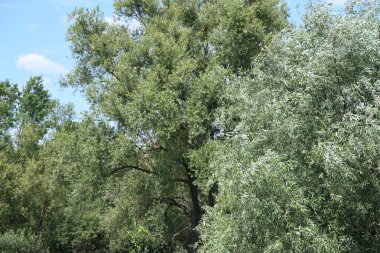 Mavi gökyüzü ile güzel yeşil ağaçlar