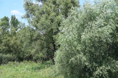 Mavi gökyüzü ile güzel yeşil ağaçlar
