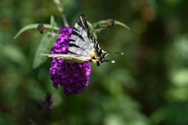 Doğanın arka planında güzel bir kelebek
