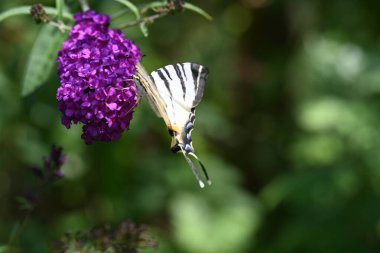 Doğanın arka planında güzel bir kelebek