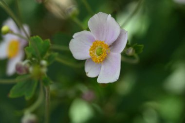 Bahçedeki pembe çiçekleri kapat.