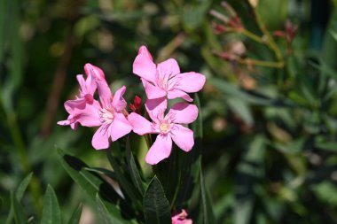 Bahçede yetişen pembe çiçeklere yakın.