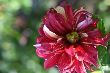 Bahçede yetişen pembe çiçeklere yakın.