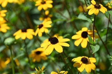 Güzel sarı çiçek bahçesinde yakın çekim
