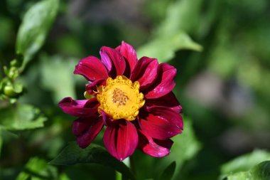 Bahçedeki pembe çiçekleri kapat.