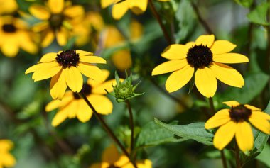 Güzel sarı çiçek bahçesinde yakın çekim