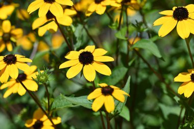 Güzel sarı çiçek bahçesinde yakın çekim
