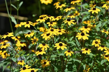 Güzel sarı çiçek bahçesinde yakın çekim