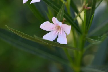 Bahçedeki pembe çiçekleri kapat.