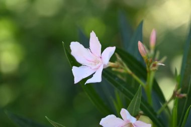 Bahçede yetişen pembe çiçeklere yakın.