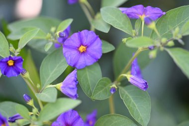 bahçede büyüyen güzel mor çiçekler