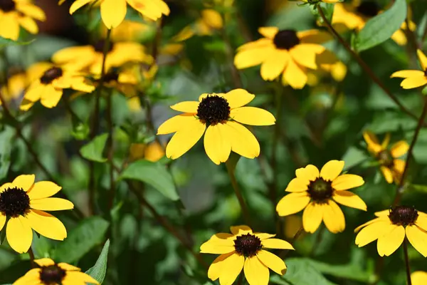 Güzel sarı çiçek bahçesinde yakın çekim