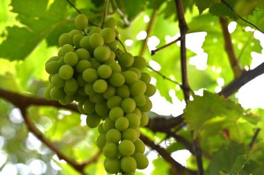 Üzüm bağında yeşil üzümler