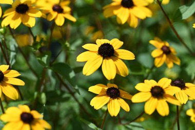 Güzel sarı çiçek bahçesinde yakın çekim