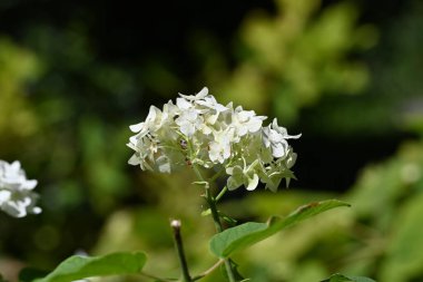 Bahçede büyüyen güzel çiçekler.