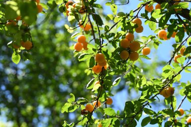 Ağaçta yetişen olgun kayısılar.