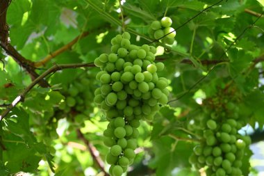 Üzüm bağında yeşil üzümler