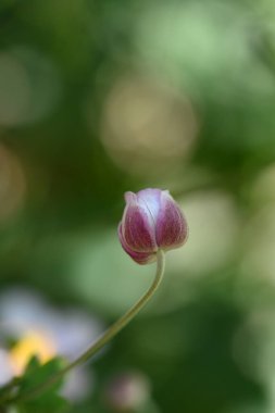 Bahçede büyüyen güzel çiçekler.