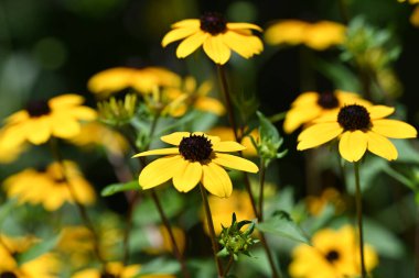 Güzel sarı çiçek bahçesinde yakın çekim