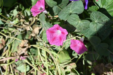 Bahçedeki pembe çiçekleri kapat.