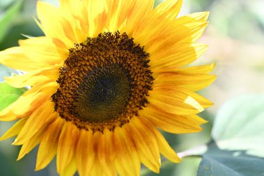 Güzel sarı ayçiçeğinin tarladaki manzarasını kapat.