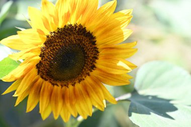 Güzel sarı ayçiçeğinin tarladaki manzarasını kapat.