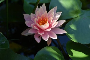 Gölette güzel nilüfer çiçeği