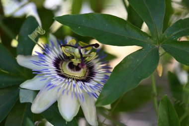 Bahçede büyüyen güzel çiçekler.