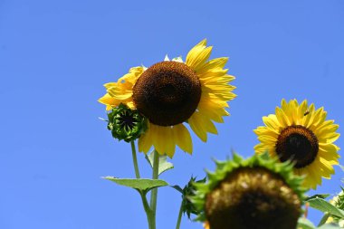 Güzel sarı ayçiçeğinin tarladaki manzarasını kapat.