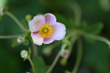 Bahçedeki pembe çiçekleri kapat.