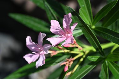 Bahçedeki pembe çiçekleri kapat.