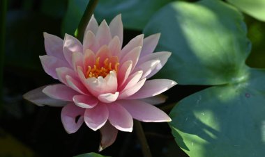 Gölette güzel nilüfer çiçeği