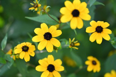 Güzel sarı çiçek bahçesinde yakın çekim