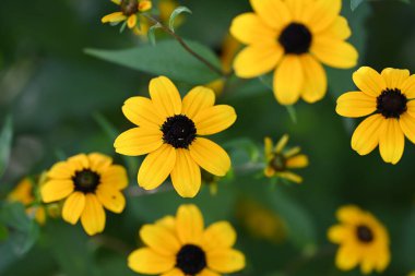 Güzel sarı çiçek bahçesinde yakın çekim