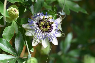 Bahçede büyüyen güzel çiçekler.