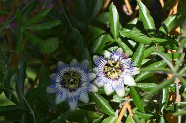 Bahçede büyüyen güzel çiçekler.