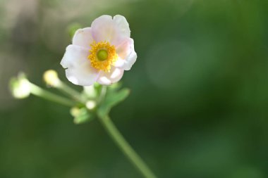 Bahçede büyüyen güzel çiçekler.