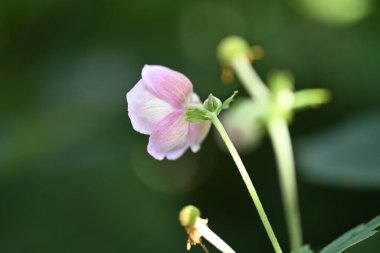 Bahçedeki pembe çiçekleri kapat.