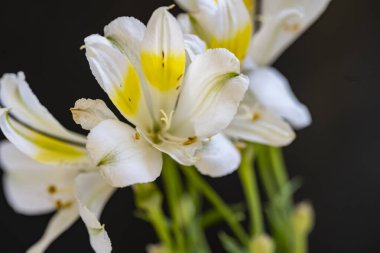 Çiçeklerin açtığı nilüferlerin yakın görüntüsü