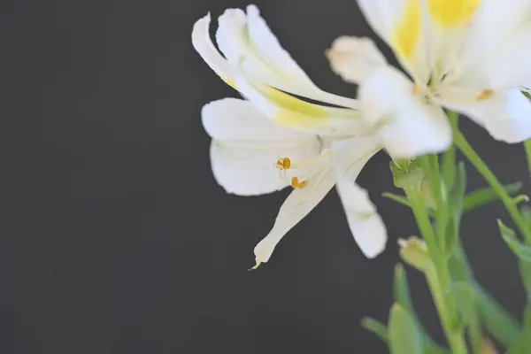 stock image close up view of lily flowers blossoms